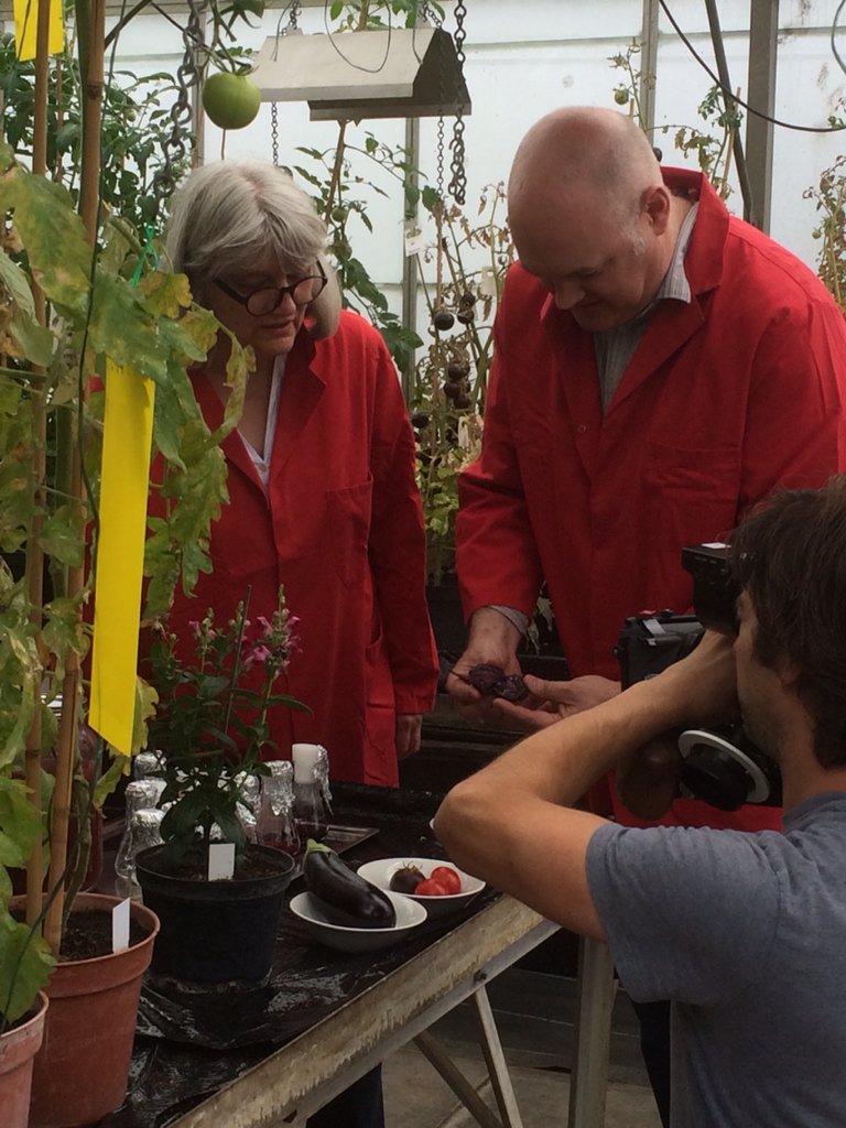 BBSRC's tweet photo. Watch @JohnInnesCentre Prof Cathie Martin discuss purple tomatoes on @BBCOne #tomorrowsfood https://t.co/f0Wp4524wy https://t.co/kgBjn0cnZI