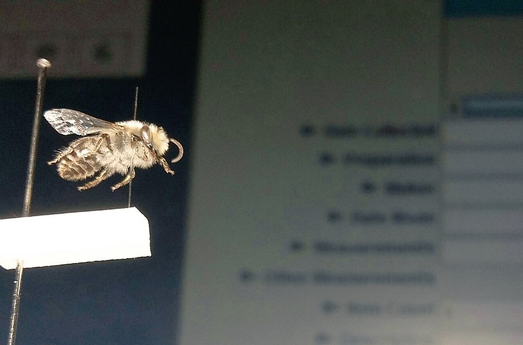Natural_Talent's tweet photo. Cataloging #Colletes #bee #specimens into @World_Museum database using #MimsyXG @Sundrop_moth #collections https://t.co/dY8G8wxrSV