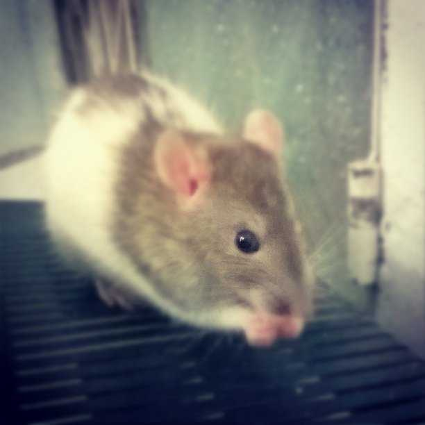 É pequeno e lindos!#TedEstimação