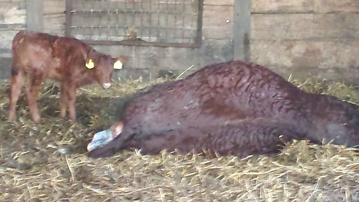 CoopersfarmCom's tweet photo. @BBCCountryfile is very welcome to join Coopers Farm team a mile away from #AshdownForest #SussexCattle real farming https://t.co/tYpiFJkDwh