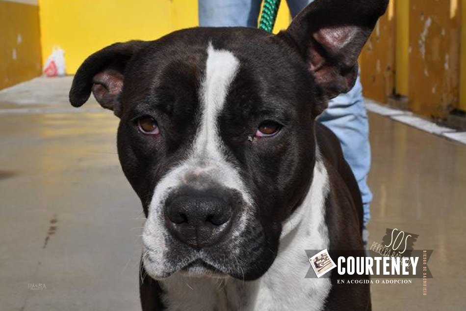 SOS Perros Badajoz tweet media