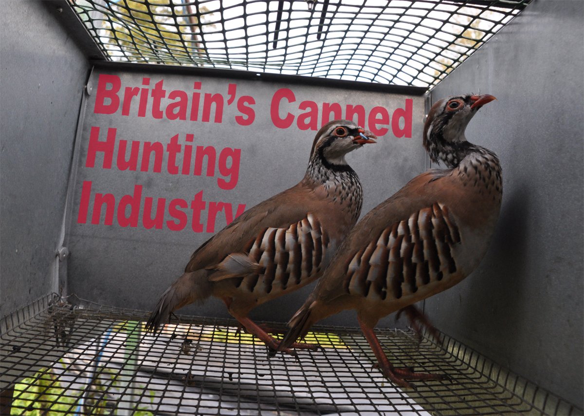 LeagueACS's tweet photo. New report highlights murky secrets of Britain’s ‘canned hunting’ industry #cruelgame https://t.co/PqaKafXN6Z https://t.co/OLO88g6fXw