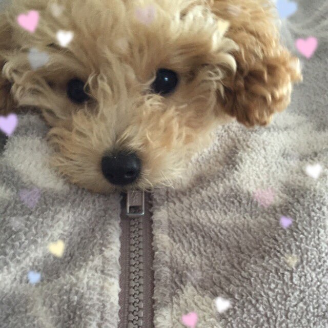 トイプードルべる日記 ﻌ 出来たー 第一号 見本とはだいぶ違う出来だけど 画像をデコで誤魔化すという 笑 小さい頃のべるに似てる かな 笑 動物ぽんぽん トイプードル T Co Oypwupjzrv トイプードルべる日記 ﻌ 出来たー 第一号 見本とはだいぶ違う出来だけど 画像をデコで誤魔化すという 笑 小さい頃のべるに似てる かな 笑 動物ぽんぽん トイプードル T Co Oypwupjzrv