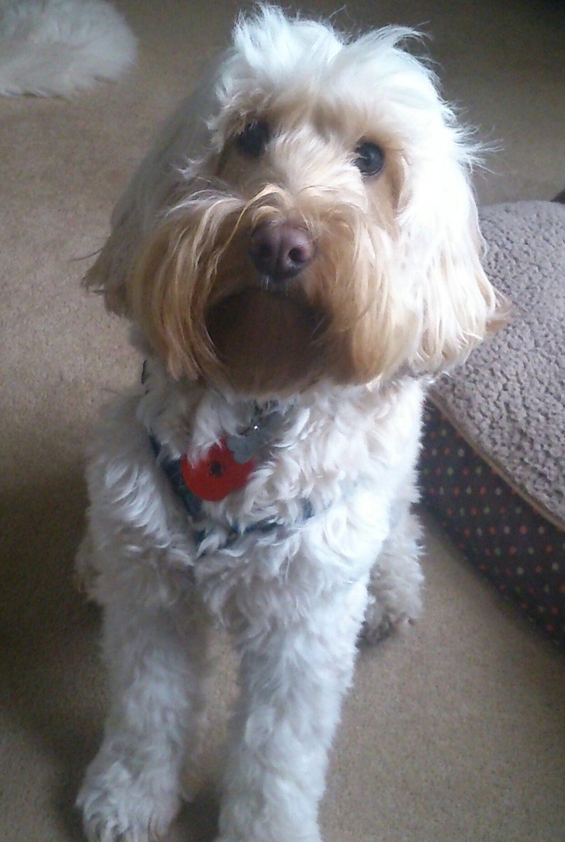Roystoncockapoo's tweet image. @CharlieLhasaDog I'm head of home security too but postie takes no notice of me feel the cockapoo roar