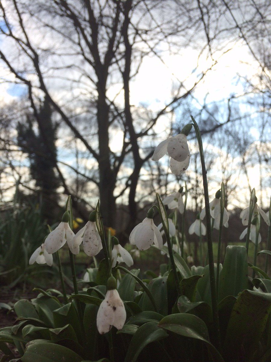 TOGWalks's tweet photo. Some #snowdrops from yesterday's walk on #HampsteadHeath... TOG's favourite winter flowers! #WalkingWednesday https://t.co/eJTRPDhKRH