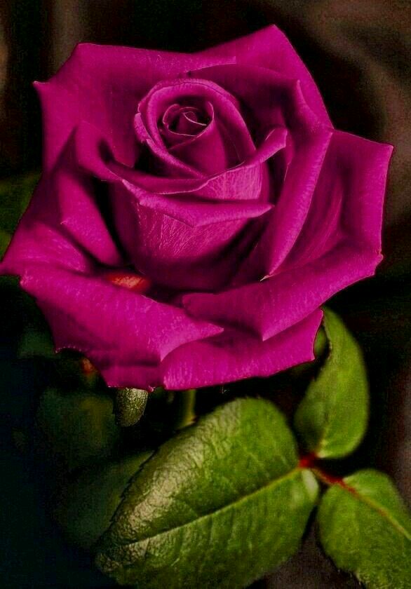 @dinyrose31 🌹💕 🌹Thank you! Have a lovely day my dear friend riana! 🌹🙆🌹