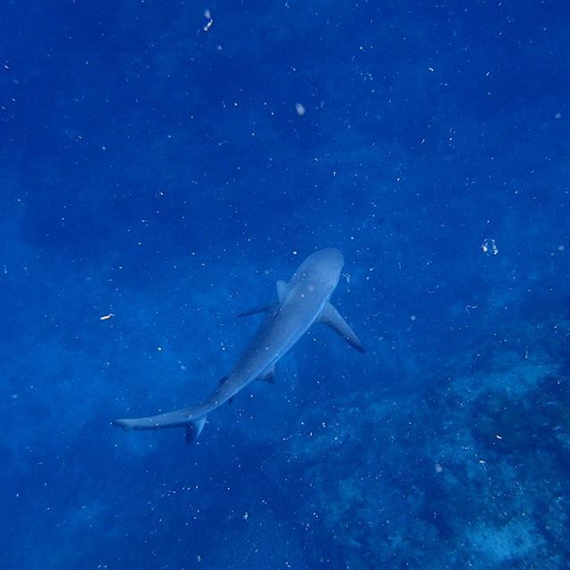 SeaLifeProject's tweet photo. Missing the clear water ๐๐ฆ๐
#shark #thisisqueensland #visityeppoon #visitcapricorn #discovโฆ https://t.co/9aaCMmIKuB https://t.co/XyHdR4ob47