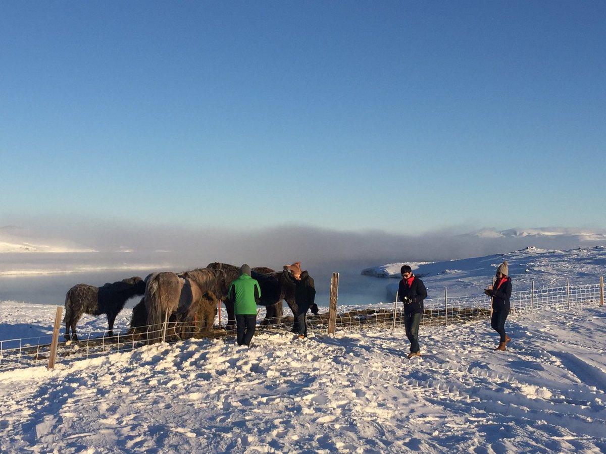 Túrhestar í blíðunni við Mývatn í mínus 18 gráðum. Himneskt náttúra en fáir úti að ríða.