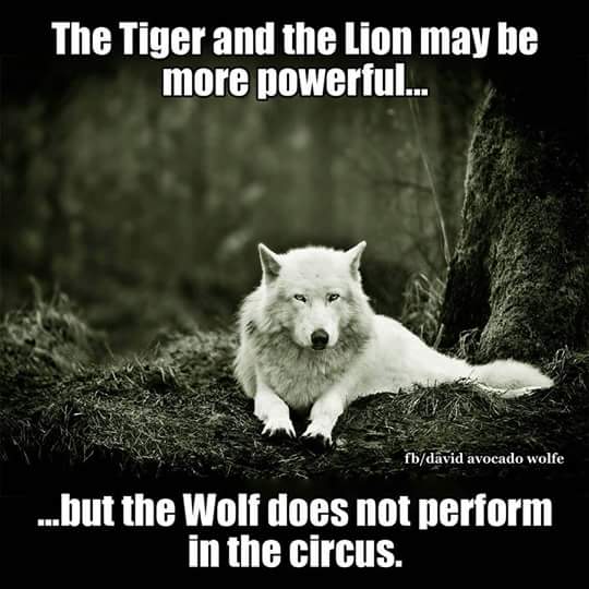 BrainDesil's tweet photo. Wolf nugga...! https://t.co/BL2DkEJoz1