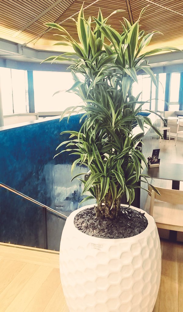 WorldGolfMuseum's tweet photo. Finished! We love our new trees @cafeatthemuseum. We're open now for your morning coffee! #coffee #trees #standrews https://t.co/S2cWN9G3WM