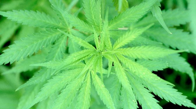 LGN_ID's tweet photo. Australia Resmi Legalisasi Ganja.
https://t.co/ECOqlnq6Wr
#infoLGN

https://t.co/QN21nnZCq6 https://t.co/azdPlFwexQ