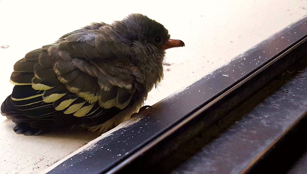 ThomasKhool's tweet image. So the bird is here to supervise me while I'm studying. #randombird #frozenbird #silentbird #confirmnotangrybird