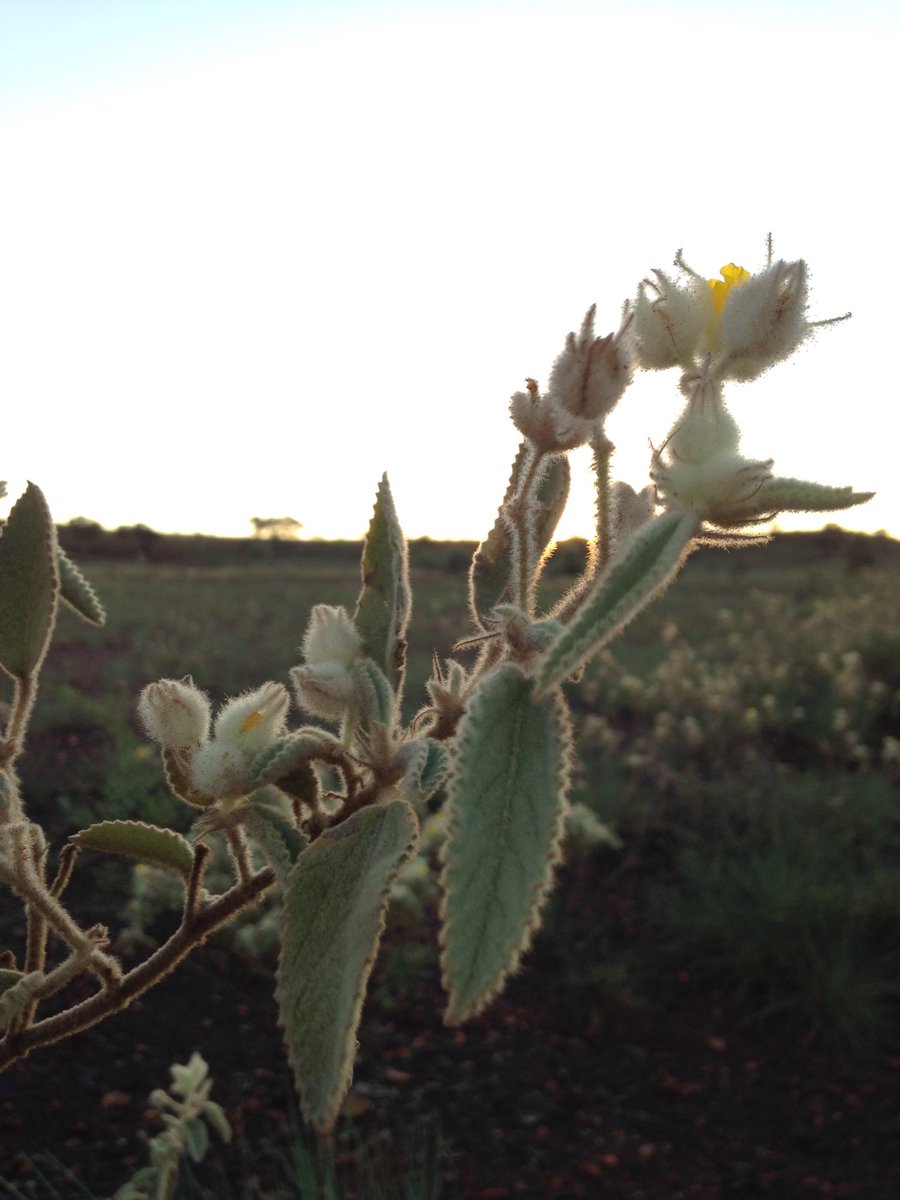 Ron Mcglinn tweet media