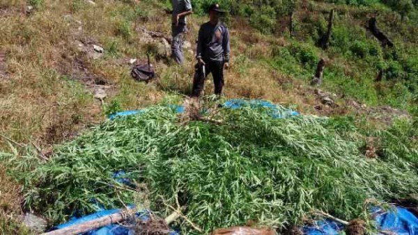 LGN_ID's tweet photo. Ops Antik 2016, Satuan Narkoba Polres Gayo Luwes Temukan 6 hektar Ladang Ganja.
https://t.co/UFYokIl02R
#infoLGN https://t.co/UnZBfTBS1P