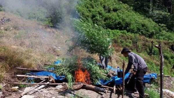 LGN_ID's tweet photo. Ops Antik 2016, Satuan Narkoba Polres Gayo Luwes Temukan 6 hektar Ladang Ganja.
https://t.co/UFYokIl02R
#infoLGN https://t.co/UnZBfTBS1P