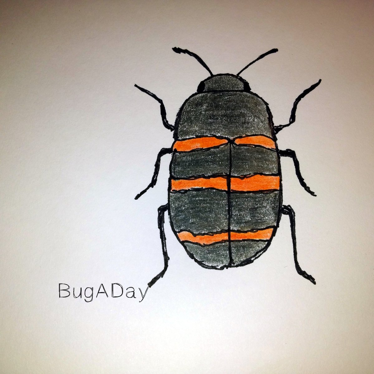 pencil_roll's tweet image. JDangOfficial: RT BugADay: The Giant Fungus Beetle is sometimes called the Pleasing Fungus Beetle.
#BugADay #insec…