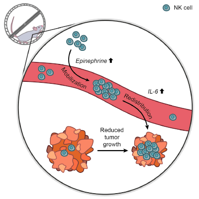 EricTopol's tweet photo. How exercise helps prevent #cancer https://t.co/nx4ENIiMOo @Cell_Metabolism https://t.co/n3eX0t5LVy @TheEconomist https://t.co/FWXcEzvpDu
