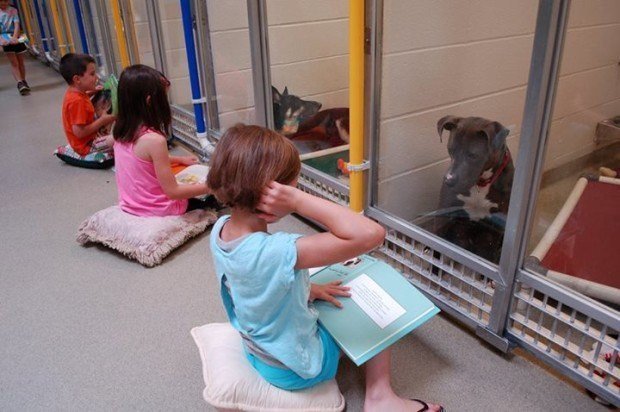 poochpal's tweet photo. This makes us so happy - children reading to shy shelter dogs! https://t.co/x6zAKgR82Q https://t.co/6ZhPPMIY0v