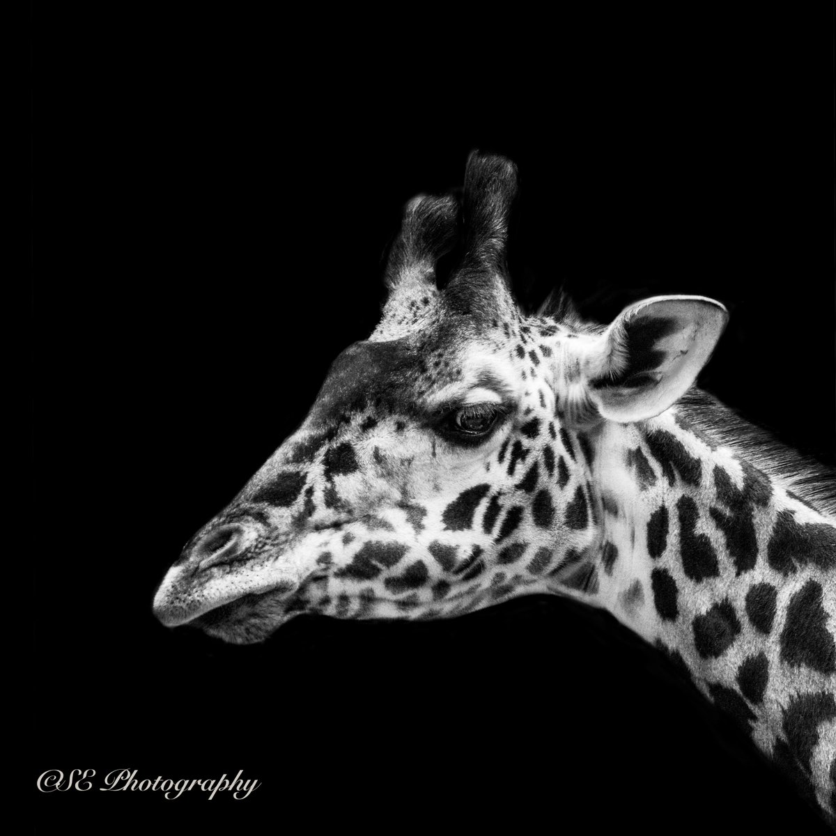 sepolster's tweet photo. Absolutely in love with this project I've been working on :) #Animals #blackandwhitephotography #Giraffe https://t.co/KsgI9y4Czp