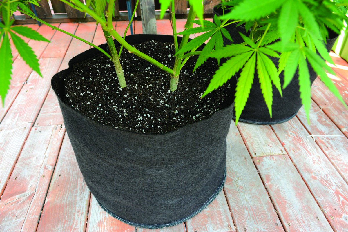MJVenture's tweet photo. Product Spotlight: Grassroots Pots 
https://t.co/EZnZYDaq2I
@GrassrootsPots https://t.co/4ULhvQJwmj