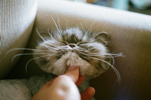 nutnaive's tweet image. 