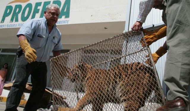 ExtraTegias's tweet photo. Atiende @PROFEPA_Mx muerte de borregos atacados por un felino en #Sinaloa https://t.co/2DiFKhk6Tz https://t.co/1QxfTxEbaA