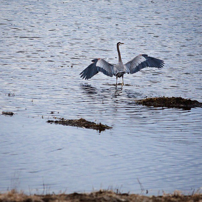 Crane #birds #winterwingsfestival #southernoregon