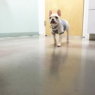 18YearOldModel's tweet photo. RT https://t.co/dsIrmBUIyN walking the runway at Neiman Marcus? Nope. Just a day at the vet. #tbt #babypic #runwa… https://t.co/NAG3FmWEhx