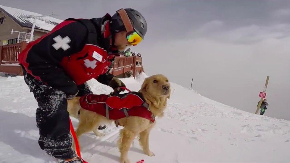 funygirll's tweet photo. RT @dodo: Amazing behind the scenes look at the work of an avalanche rescue dog https://t.co/pT7voNk49A https://t.co/71Fv6d7Ycc
