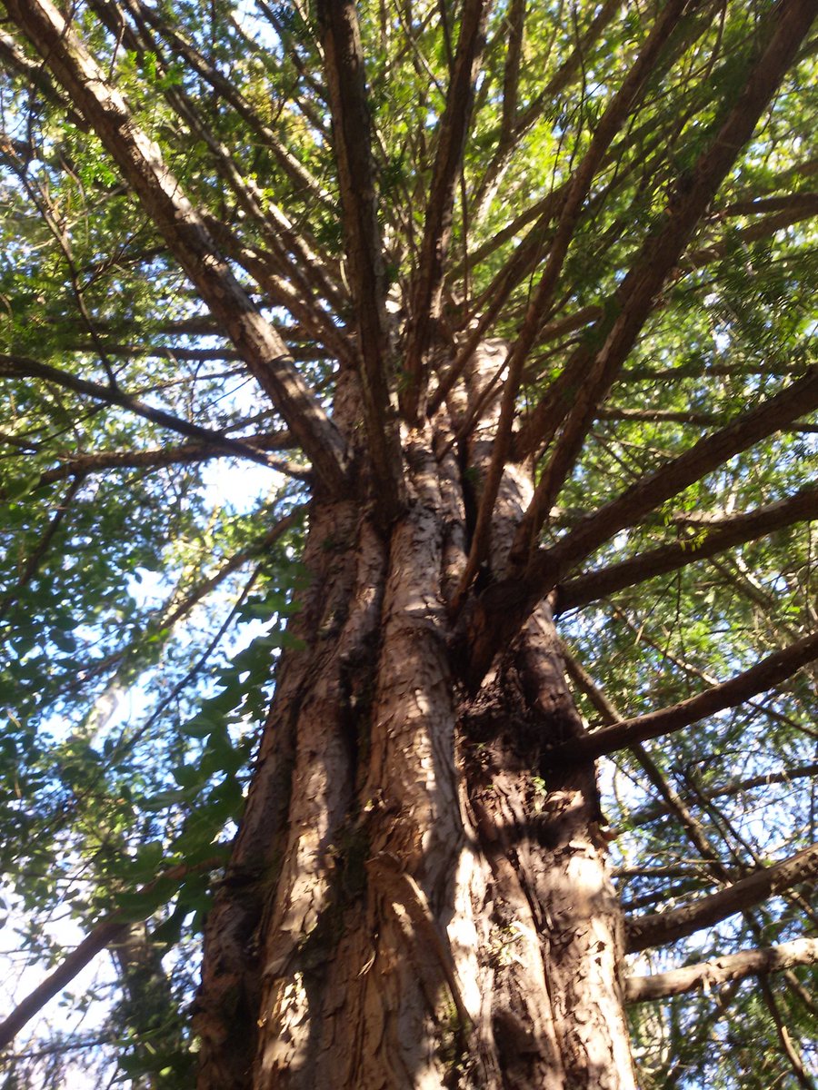 BioCerca's tweet photo. El teix és un arbre dels més vells i bells del nostre país. #arbres Troba més detalls de la seva vida amb @biocerca https://t.co/7TNhuNUe6l