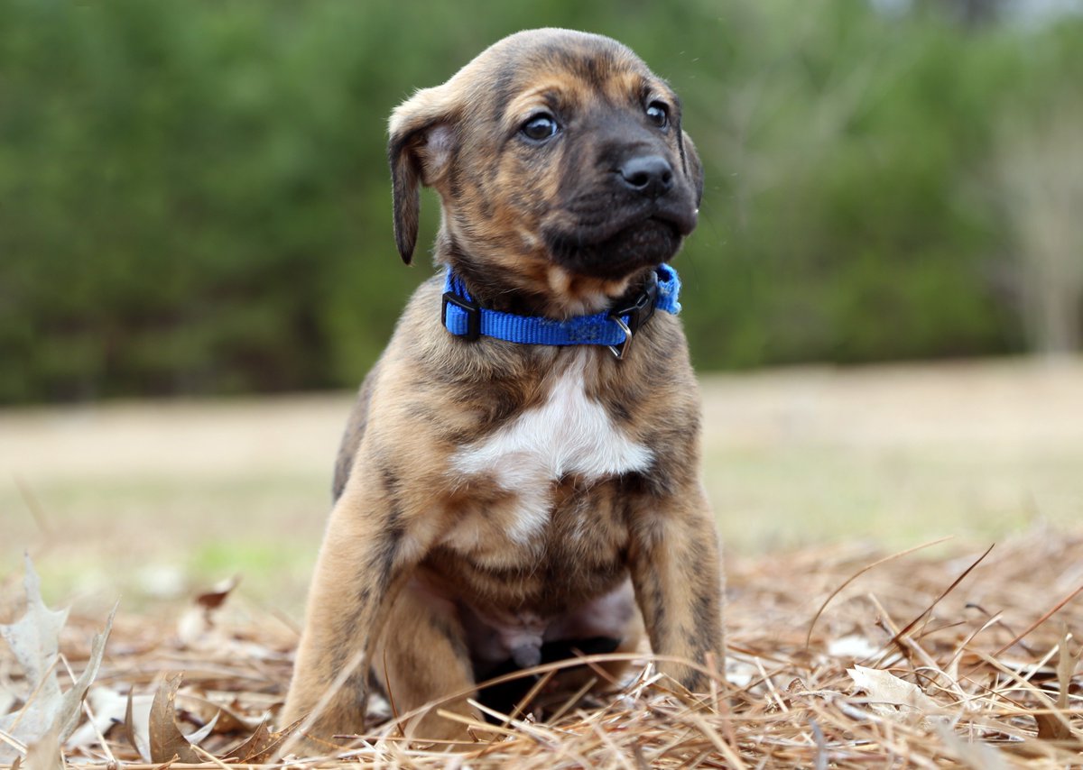 muttypawsinc's tweet photo. Rooter, Puddin, and Norway... three adorable puppies who will be @ our adoption event next Sat., March 5 from 11-3! https://t.co/n9iqxOQ9qw
