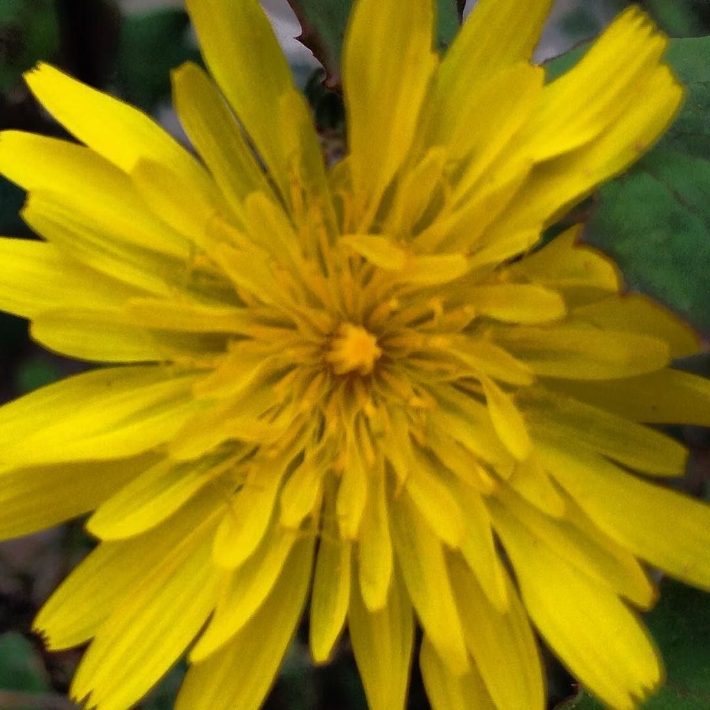 cat_testimo's tweet photo. Dent de lleó #flor #flower #casa #castellbellielvilar #elbrogit #elmeupetit_pais #bages #i… https://t.co/R5YUaQW9jS https://t.co/Tzqa7hjjwN