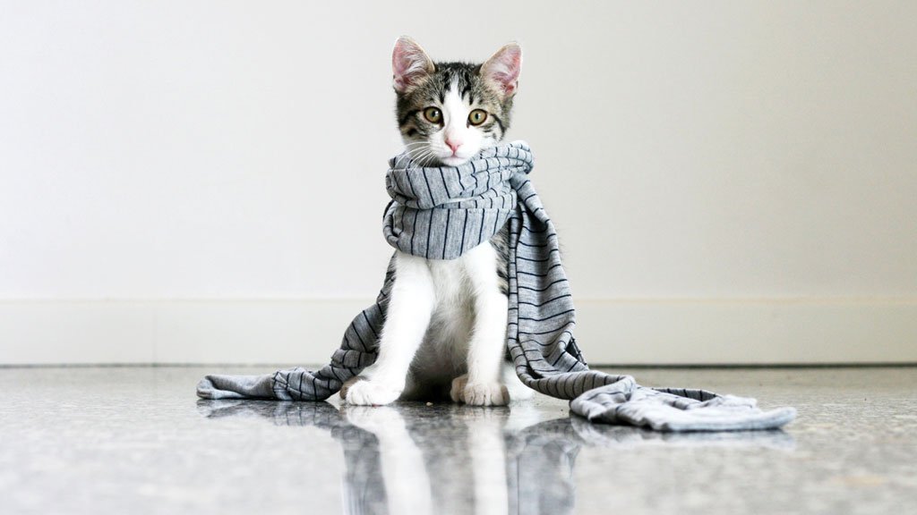 BBCR1's tweet photo. Ever wanted to knit a scarf for a cat? There’s lots of exciting ways to be a volunteer
https://t.co/perBkXnjLF https://t.co/zNTyuSZ0uh