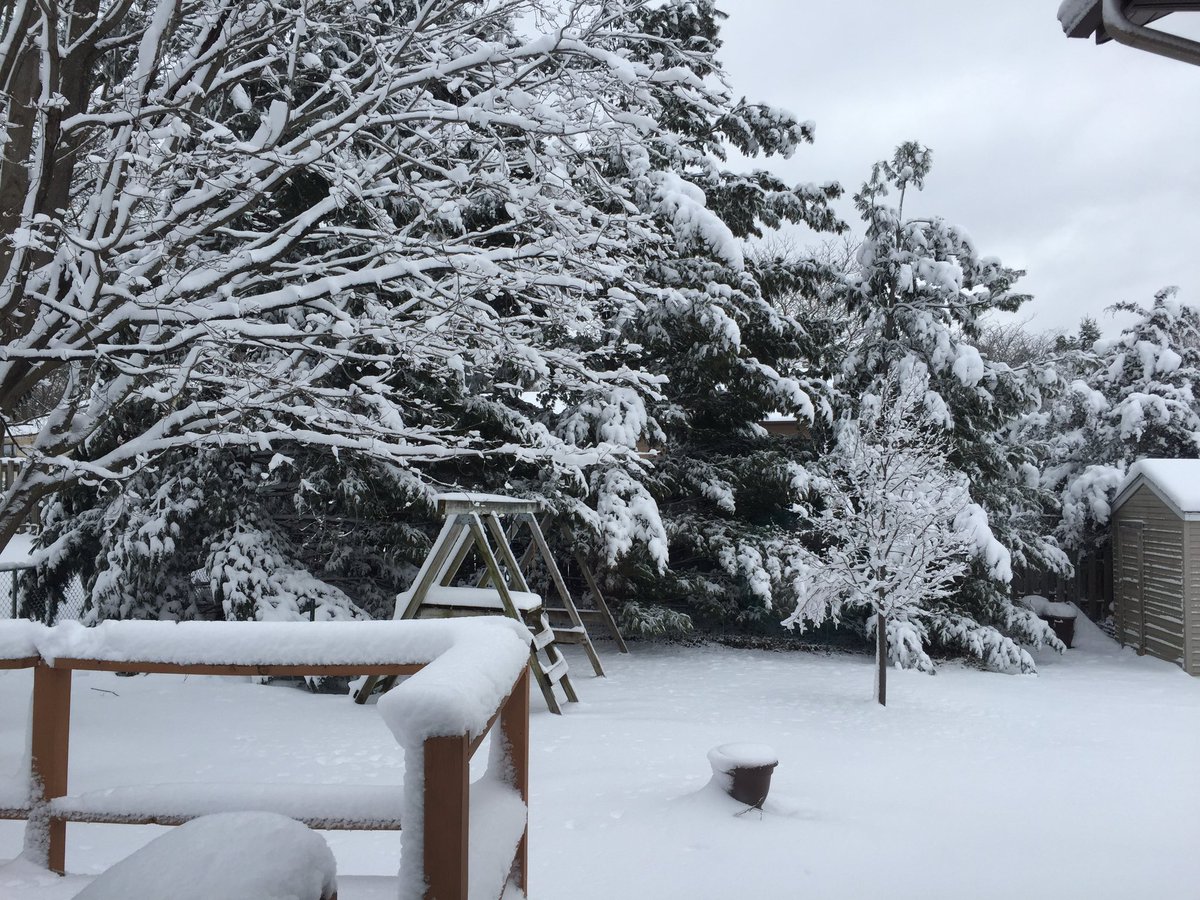 nelliebell29's tweet photo. Winter wonderland! ❄️❄️❄️ #letitsnow #finallywinter #puremichigan #snowpretty https://t.co/l14zd9S79n