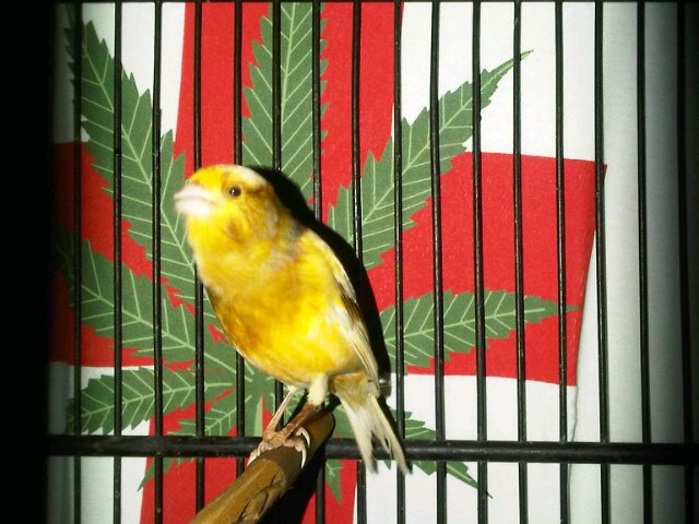 420bhang's tweet photo. Selamat malam #Nusantara with..  #SkunK #BakKar_Semangatnya https://t.co/0k0inejtfN