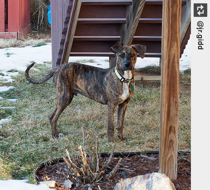 IngloriousDogs's tweet image. Buddy has the cutest ears. #Buddy #mountaincur #notaboxer #puppylove #ingloriousdogs