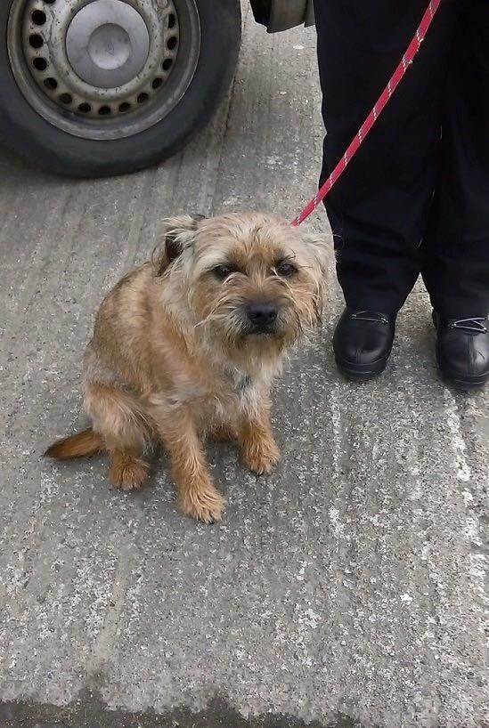 LostboxNE's tweet photo. **DO YOU RECOGNISE THIS DOG?** Found today on #EarsdenRd #Newcastle https://t.co/IfDOGLjw4L Please RT! https://t.co/aAnDqBmuXP