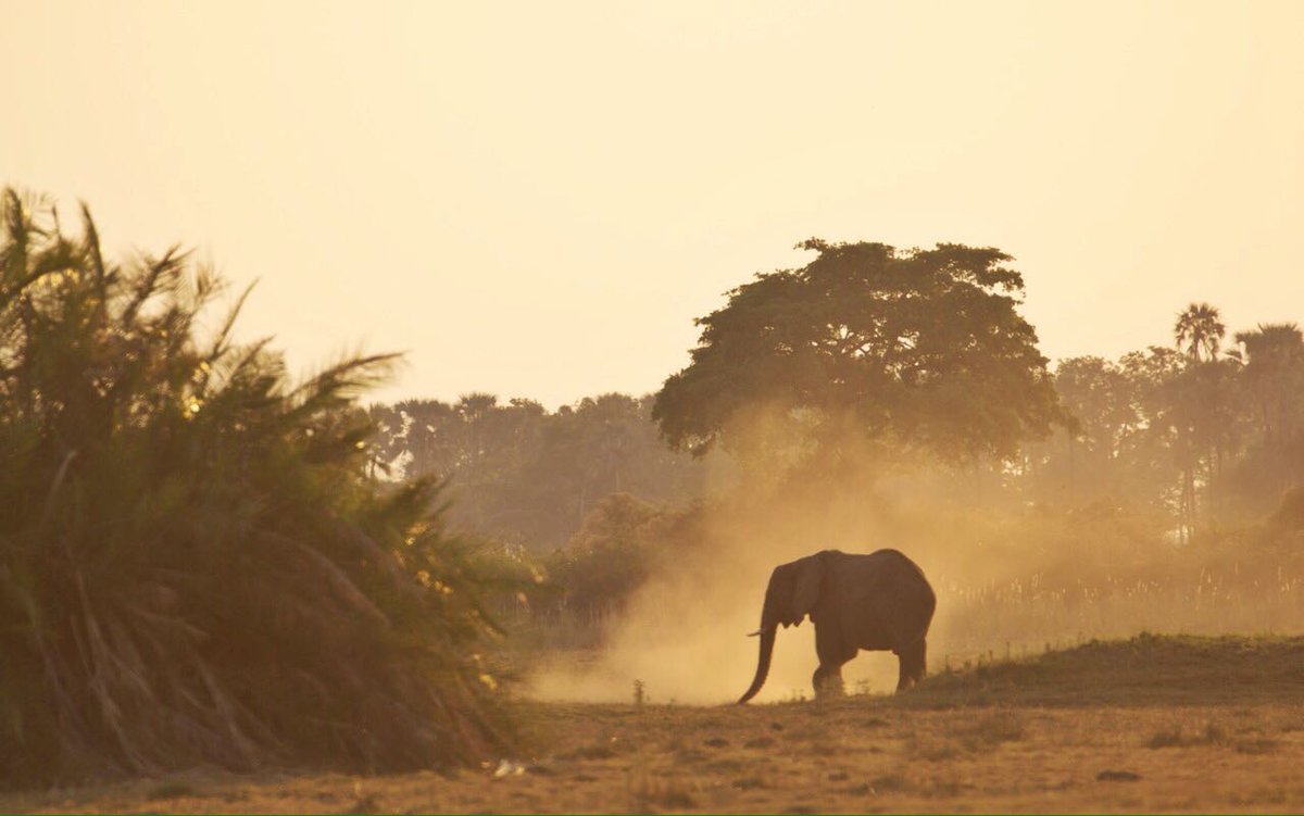 Magical #Mombo © @bushboundgirl #90daysinthebush #wildlife #safari