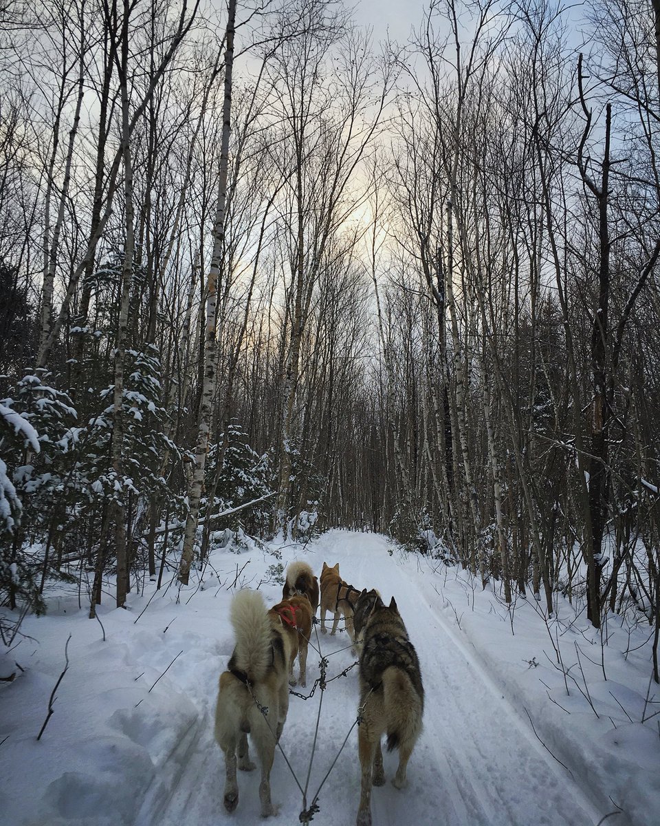 chasewhimsy's tweet photo. Dogsledding in Québec. Another one off the bucket list! What do you plan to check off your lists in 2016? https://t.co/muJ54Q6LLp
