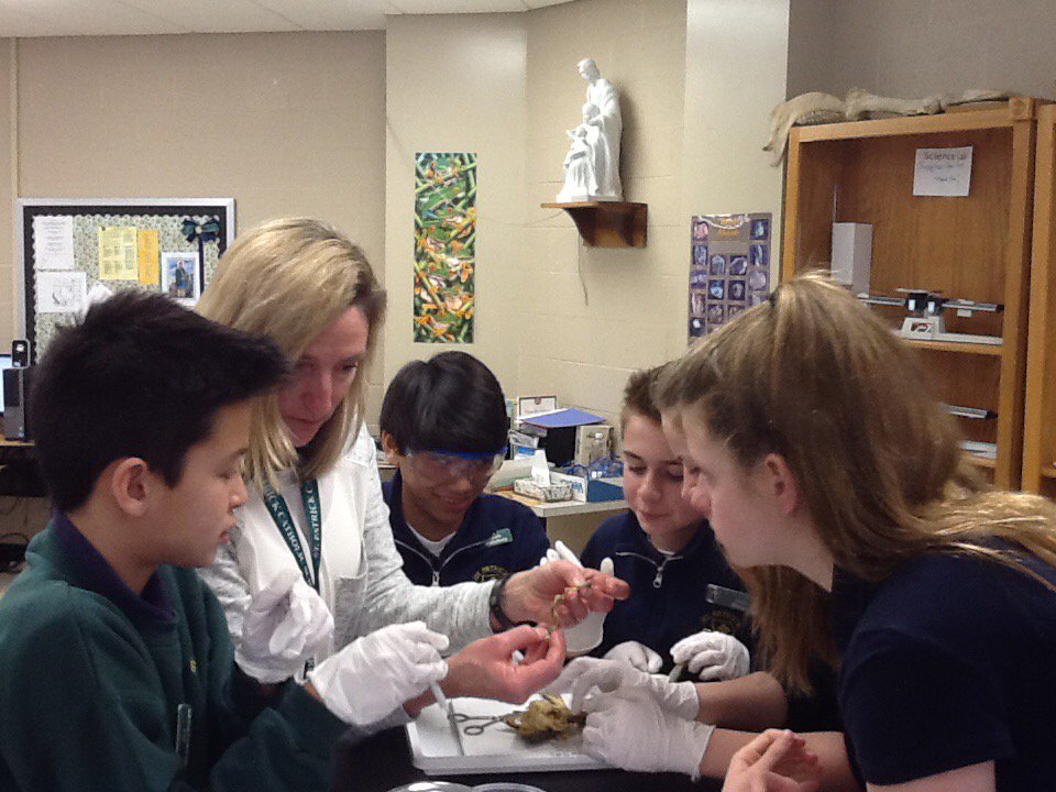MrsLKelly_SMA's tweet photo. 7th grade students dissecting frogs with Mrs. Hower. https://t.co/awEDRUUA09