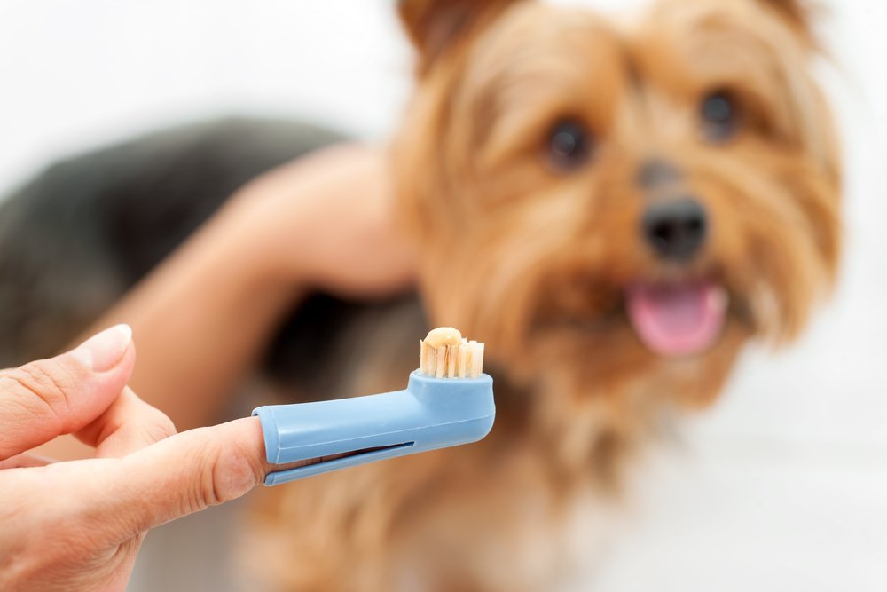 petco dog toothbrush