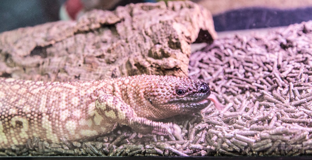 See Harvey the venomous beaded #lizard from Sharon Center Vet in #PoisoninCLE opening 2/27! cmnh.org/poison