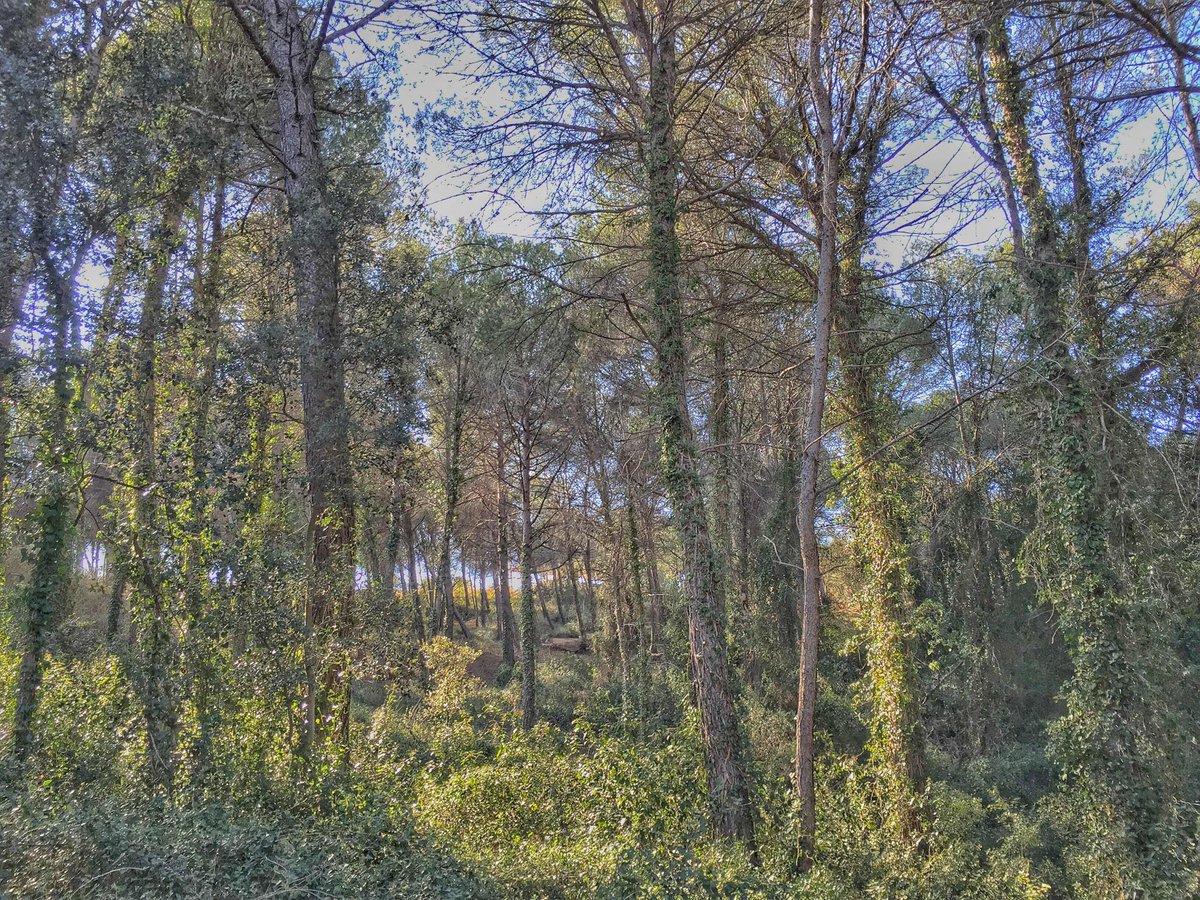entrearbres's tweet photo. #serraalta i #canfosalba #projecte obertura #frangesperimetrals #prevencio #incendis #forestals @HoPierola https://t.co/ZNvcUTEh60