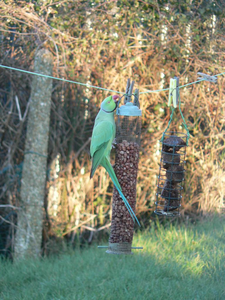 Anyone in Cardiff lost a parakeet? Currently taken residence in my garden, eating all my peanuts! #parakeet #cardiff