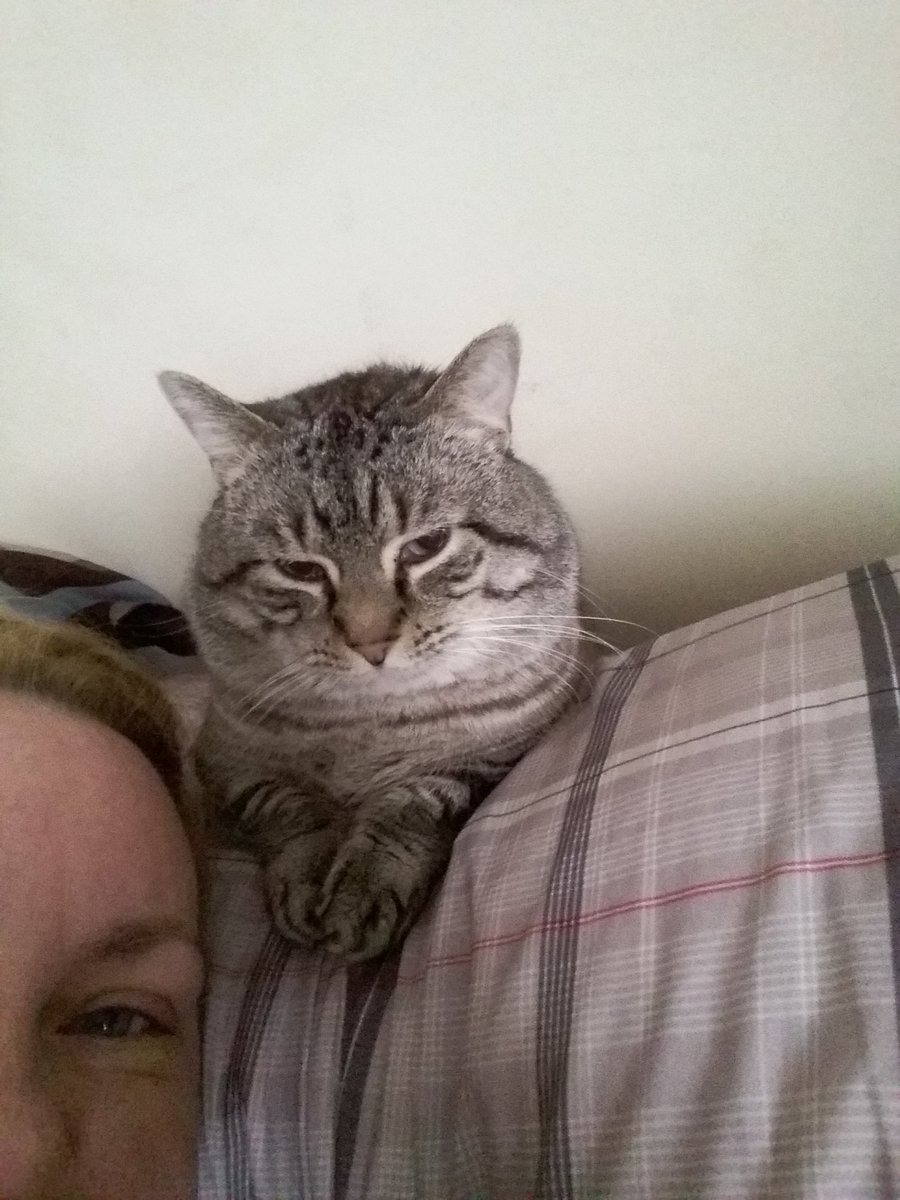 MLong2099's tweet photo. Good morning mom. I take your pillow now! #CatsOfTwitter #Smokey #HeLooksSoThrilled #MidgetCat π»π» https://t.co/GyEVqxbBCc