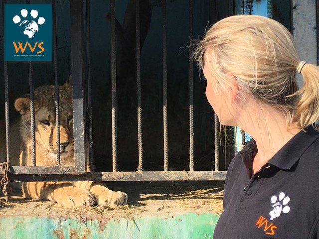 WVScharity's tweet photo. .@rickygervais and @MailOnline, thought you may want an update on the Armenia #lions: https://t.co/6jkfmQK1e0 https://t.co/5HjBL8YOZR