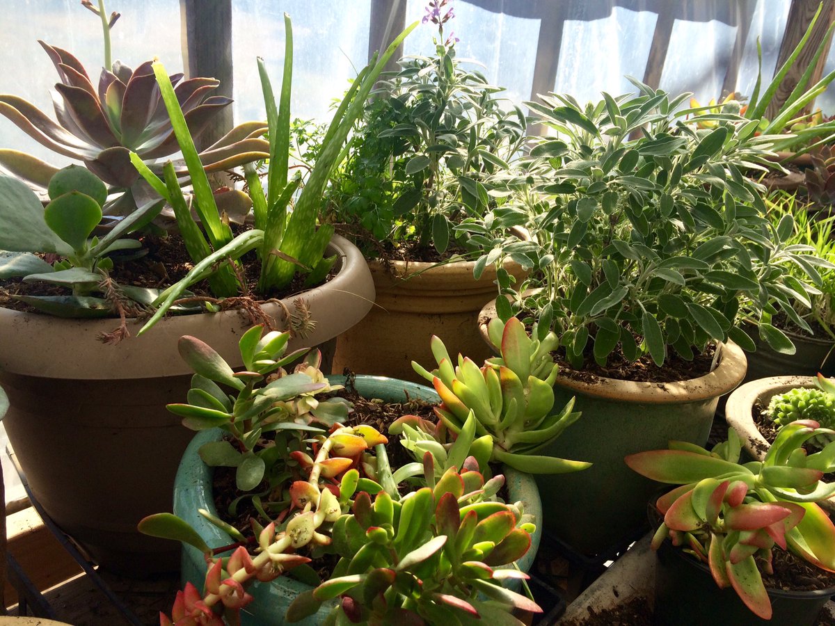 AndersonOrganic's tweet photo. ~Potted Herb &amp; Succulent Gardens available 🌵🌱 https://t.co/wbmCBLn76h