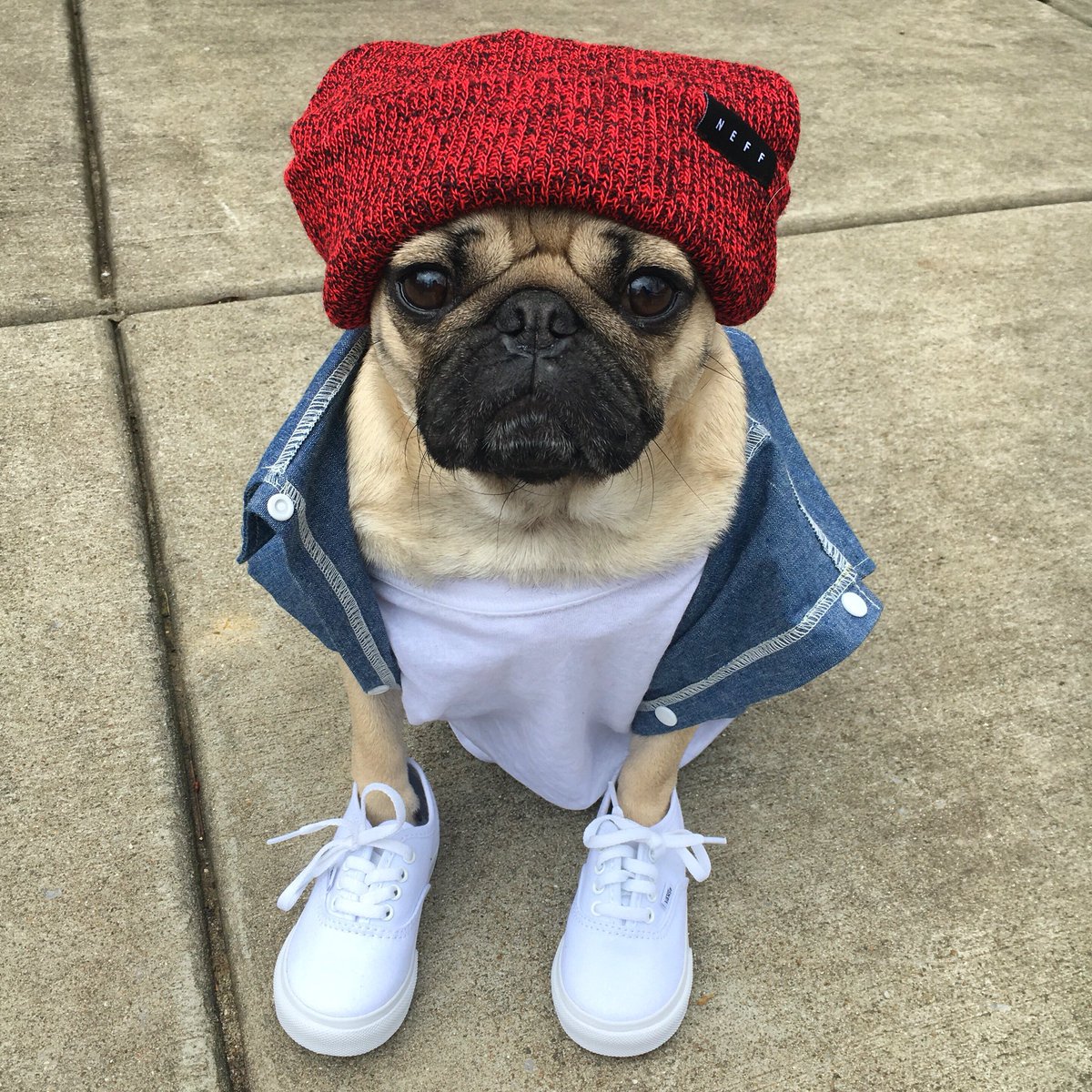 itsdougthepug's tweet photo. Back at it again with the white Vans https://t.co/yLY5T0BQMF