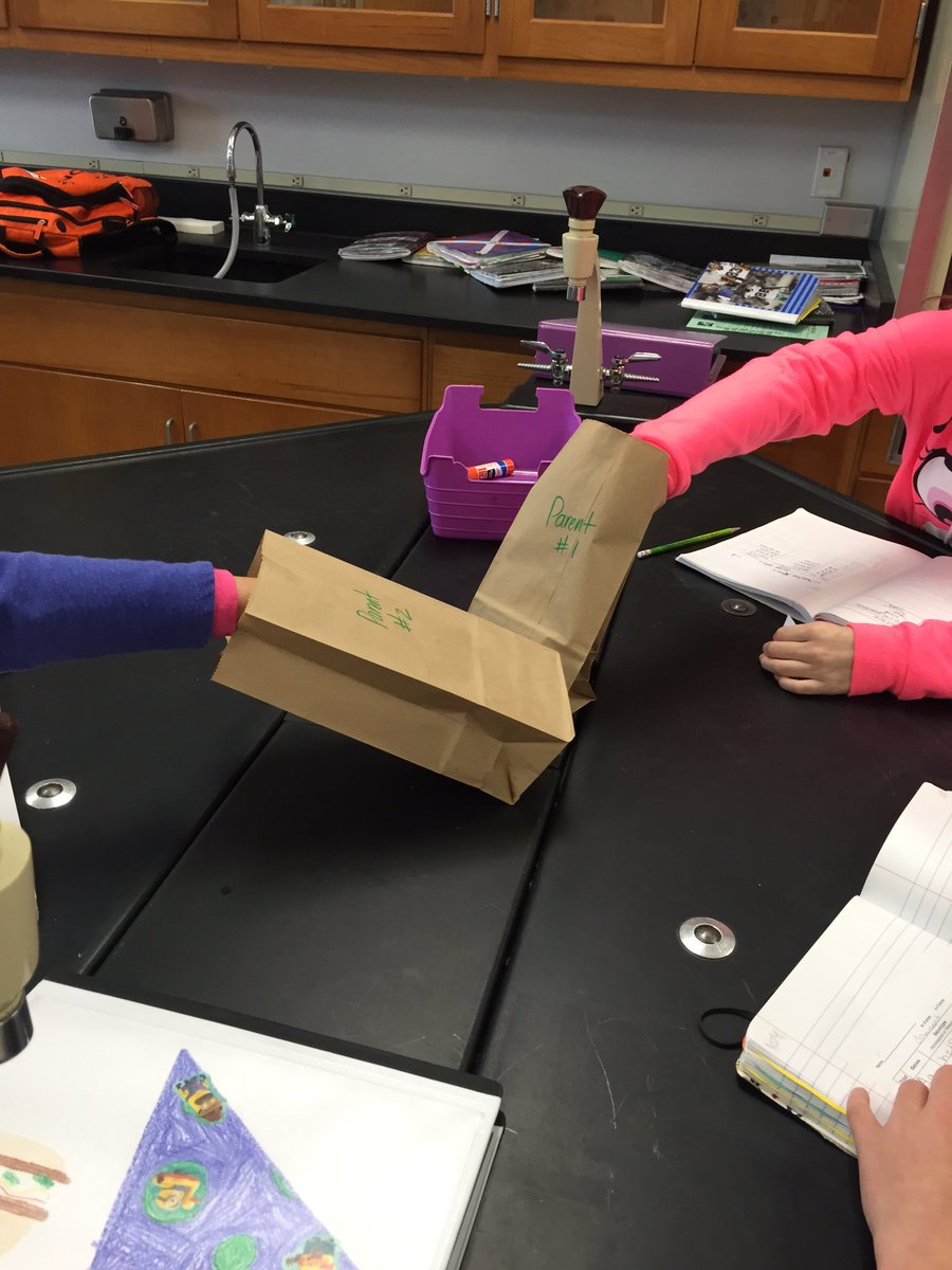 SCIENCEin406's tweet photo. Randomly pulling genes from our parents! #heredity #hetero/homozygous #geno/phenotype #6thgrade https://t.co/Al5Gy3YRfK