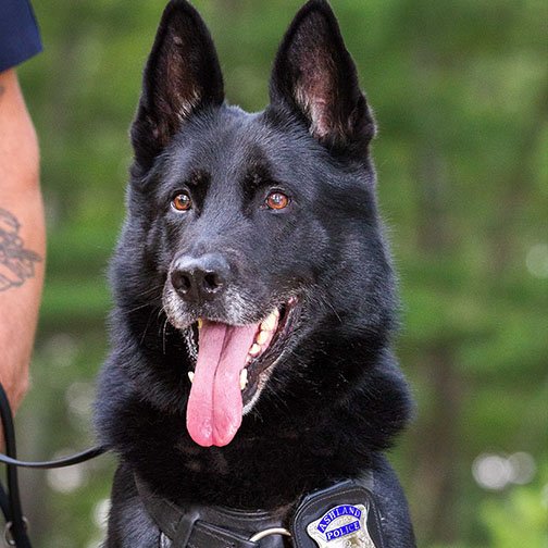 funygirll's tweet photo. RT @HeroDogAwards: Want to recognize a four-legged #LawEnforcement hero? Now’s your chance: https://t.co/GtvaQo8M29 https://t.co/DJULRnLmpc
